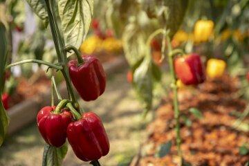 How red bell peppers protect you from illnesses.