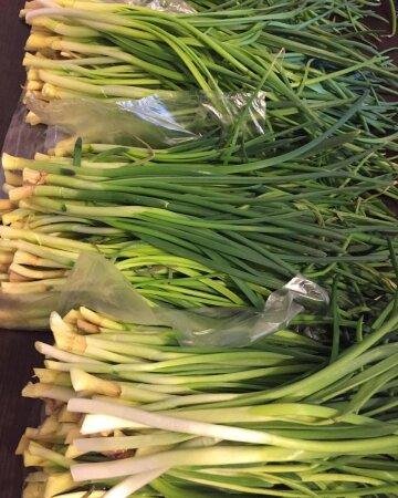 A gardening blogger from Odessa shared tips on how to profit from green onions year-round.