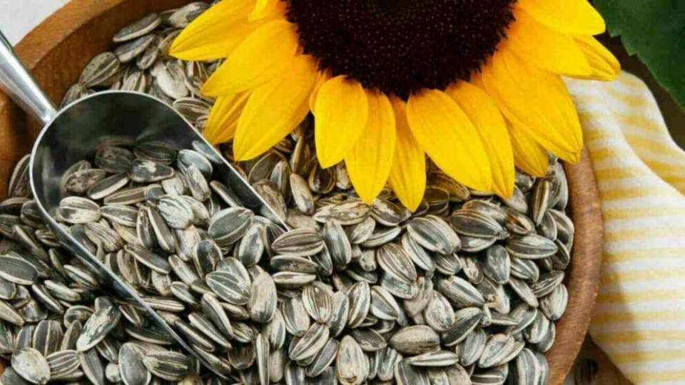 The management of a state enterprise in Kirovohrad region is suspected of embezzling 230 tons of sunflower seeds valued at nearly 3 million hryvnias.