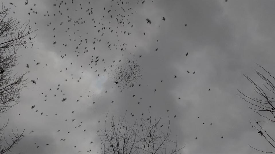 Crows are swirling in large flocks over Kyiv—what's the reason? Watch the video to find out.