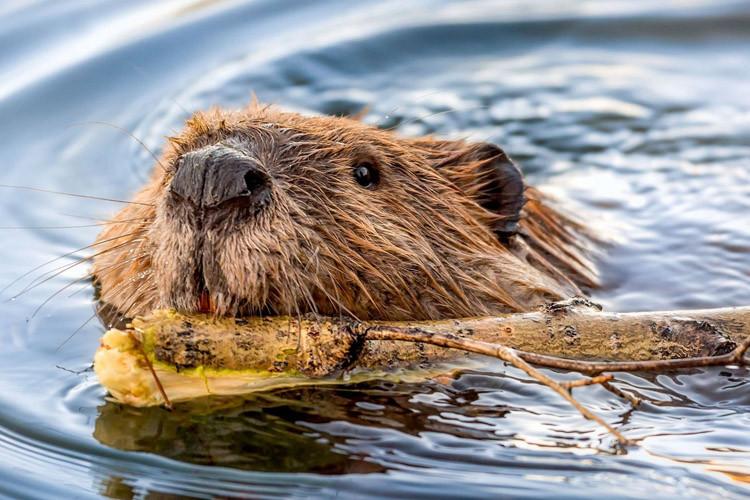 In the Czech Republic, beavers built a dam in just two days, a project that authorities took seven years to approve and planned to allocate $1.2 million for.