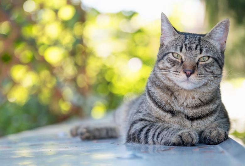 The Scottish government is considering the introduction of "cat containment zones."