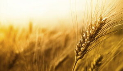 Світове виробництво зернових цього сезону стане рекордним,